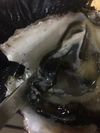 岩牡蠣 商標登録名 浦牡蠣