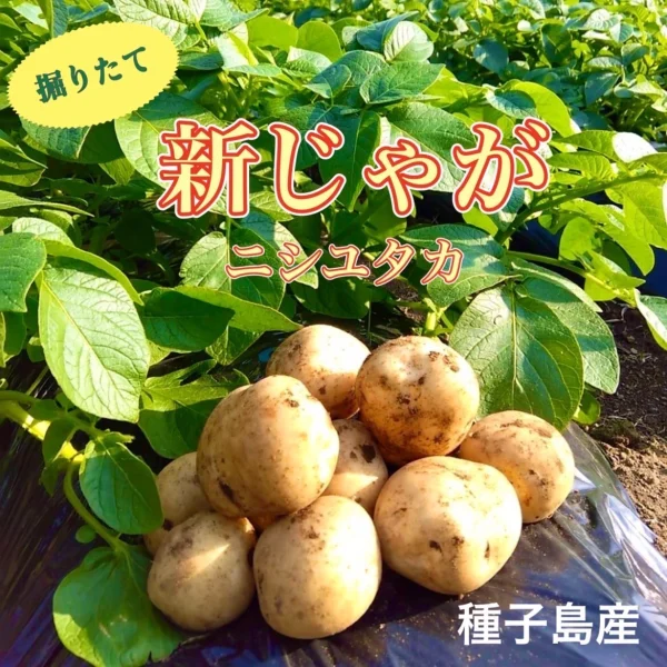 期間限定】種子島産 新じゃが＆熟成安納芋B品(S~Mサイズ)｜野菜の商品