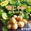 【期間限定】種子島産 新じゃが＆熟成安納芋B品(S~Mサイズ)