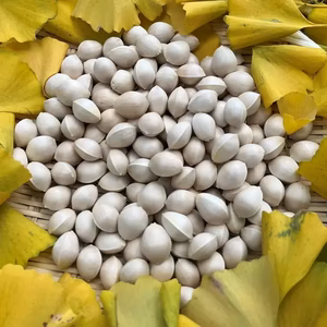 【値下げ】【ぎんなん 銀杏】500g 約150個 （栽培期間中農薬不使用）