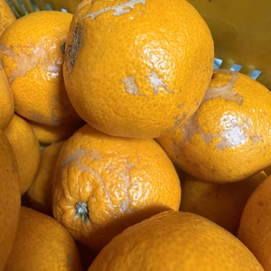 見た目最悪！でも中身は激美味みかん！そんなのいかがですか？　約5kg 蒲郡産