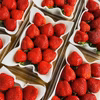 【海外セレブ御用達】一万人が虜になった『八女津姫ブランドいちご』2月発送開始