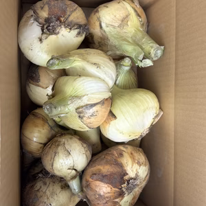 即日対応します❗️淡路島新玉ねぎ5kg訳ありB品