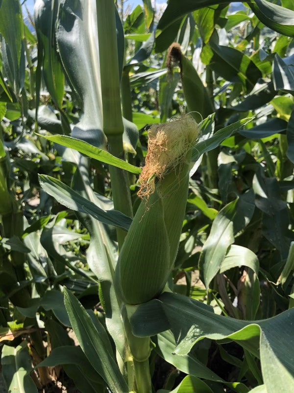 大自然の優しい甘み、奇跡の土が育てたのっぷいコーン"甘々娘" Lサイズ