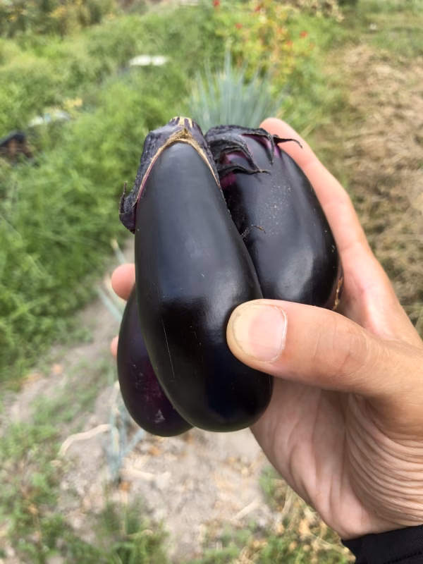 【自然農法】ナス 1.5kg～2kg