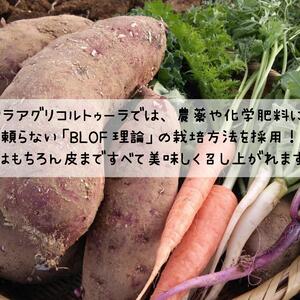 【数量限定お試し価格】80サイズ今が旬の新物さつまいも２㎏と旬の野菜2品目