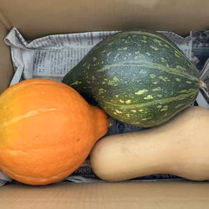 カボチャ3種セット★数量限定 ！ バターナッツ、ロロン、コリンキー