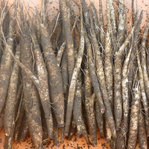 山ごぼう登場！根菜パワーセット＊紅はるか＊クリーム人参！～農薬・不使用