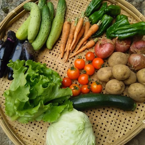 旬の採りたて野菜セット