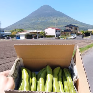 【有機JAS認証】生産量日本一の指宿市で生産されたそら豆