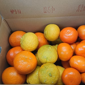 【柑橘食べ比べBOX】5㎏/箱(ご家庭用)#農カード付