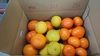 【柑橘食べ比べBOX】5㎏/箱(ご家庭用)#農カード付