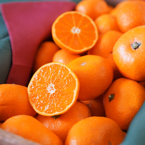 蔵出しみかん丹生系｜風味の良い晩生みかんの希少品種