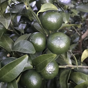 自然栽培　静岡産シークヮーサー