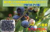 ブルーベリー新鮮果実：ラビットアイ系　2パック詰め（125gｘ２）