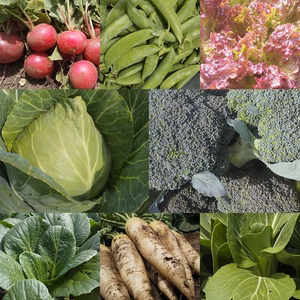 朝採り！無農薬無化学肥料　信州伊那谷★旬の野菜セット　6/22発送　