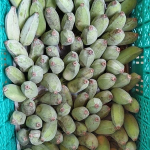 もちもち食感の沖縄県産無農薬アップルバナナ8kg