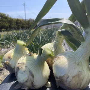 甘い！　サラダタマネギ　農薬・化学肥料不使用　箱込み5kg 2kg