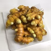 無農薬で育てたフレッシュなウコン(ターメリック)