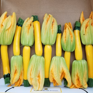 花付きズッキーニ