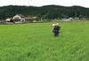 ''隠れたお米の名産地’' 新潟県五泉産コシヒカリ100%「南郷米」玄米5kg