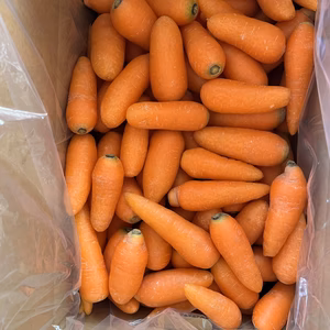 訳あり人参　SSサイズ以下