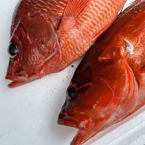 【魚突き】動画あり　アカハタ900g、トガリエビス800g鱗、内臓処理済