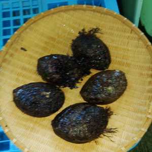 今が旬の黒アワビ