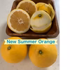 今季最終4箱限！ニューサマー オレンジ～初夏を感じさせるさっぱりとしたおいしさ～