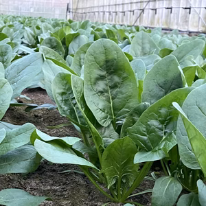 新鮮❗️栽培中無農薬ほうれん草