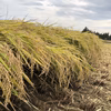 令和2年会津産 コシヒカリ