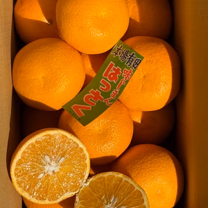 正直、今年は甘い｜和歌山はっさく 箱込み約5kg 糖度12度以上