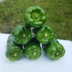 濃い味のピーマン1㎏