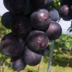 巨峰（種なし）2kg　高墨