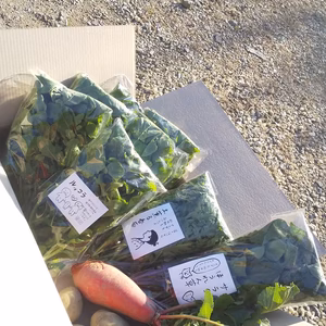 ルッコラ死ぬほどセット(ルッコラ６袋＋春菊赤大根サラホ各一袋ずつ)