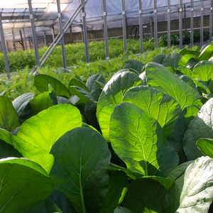 【全国送料一律/送料込み】主婦のこだわり！新鮮水耕栽培お野菜セット小