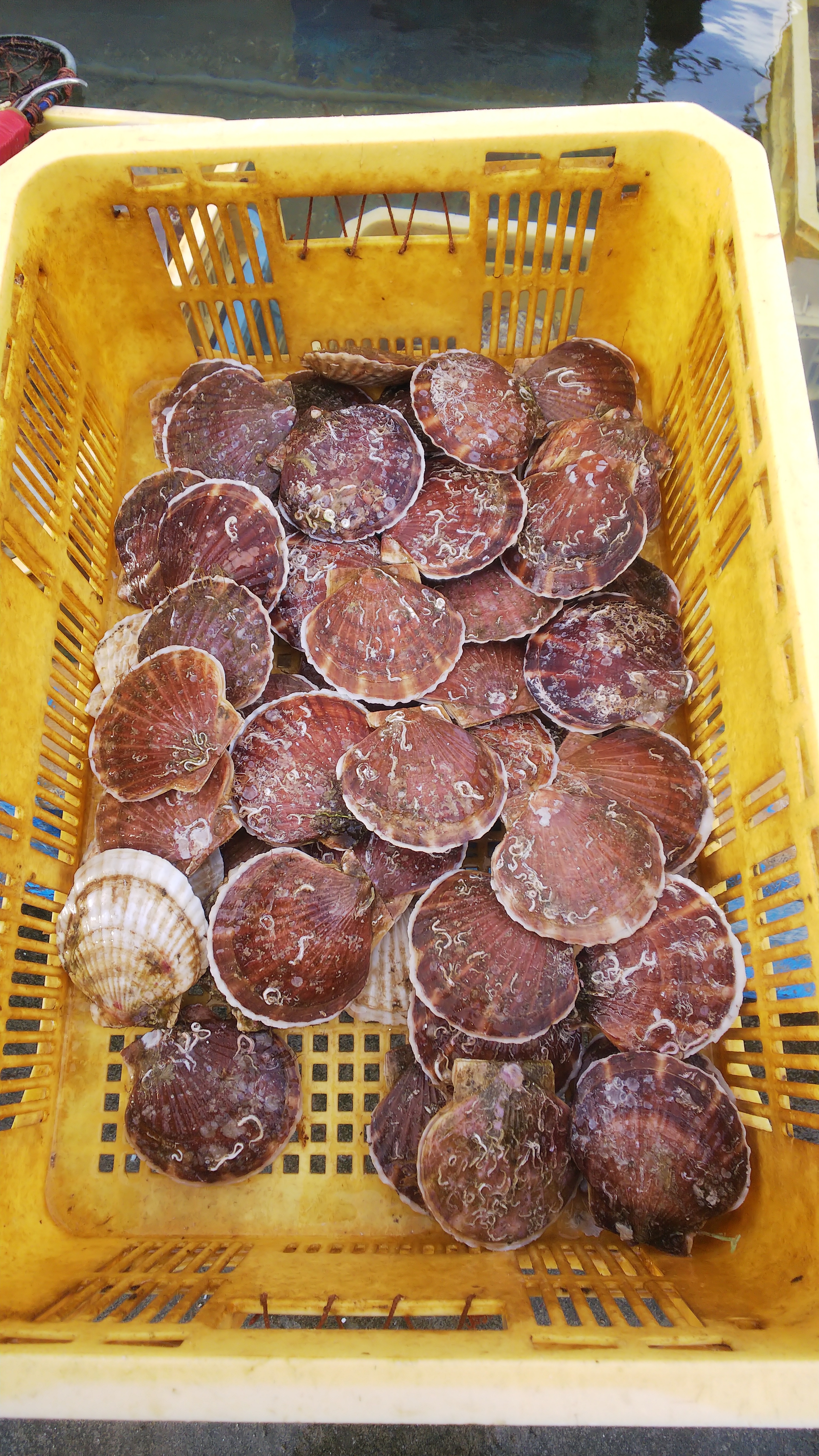 訳ありお買い得 qにもオススメ青森県むつ湾ホタテ 2年貝 農家漁師から産地直送の通販 ポケットマルシェ