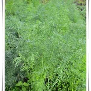 【数量限定】ディル☆摘みたて　フレッシュハーブ