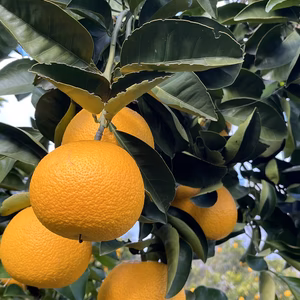 紅八朔　日本一の生産量を誇る紀の川市よりお届けします。