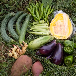 プラマルチフリー【２倍量】【地球によりそう秋やさい 】