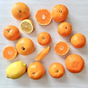 旬の柑橘4種！食べ比べセット