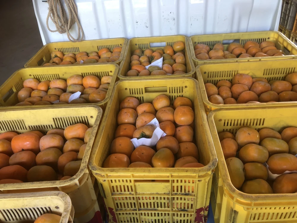 【送料無料】和歌山県産　たねなし柿　秀品贈答用
