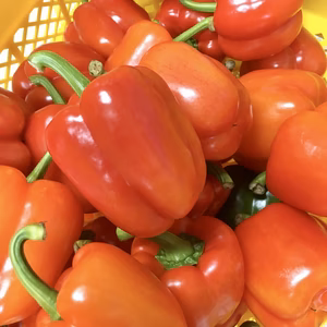 もう少しで終わり！送料無料！肉詰め用（赤だけ）少し大きめ15玉セット