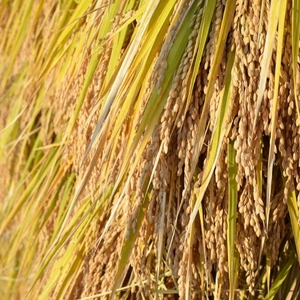 里山の棚田から　環境保全米コシヒカリ玄米10kg