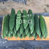 鹿児島産甘ゴーヤ10キロ^_^