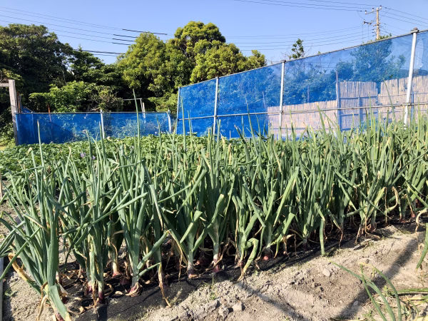 ナギノキ農園