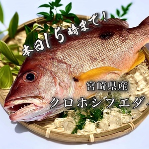 【本日15時まで！】送料無料！高級魚「クロホシフエダイ」（1kg)
