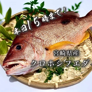 【本日15時まで！】送料無料！高級魚「クロホシフエダイ」（1.3kg)