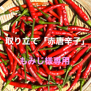 取立て【赤唐辛子】200g(送料含む) もみじ様専用