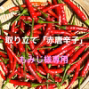 取立て【赤唐辛子】200g(送料含む)  もみじ様専用